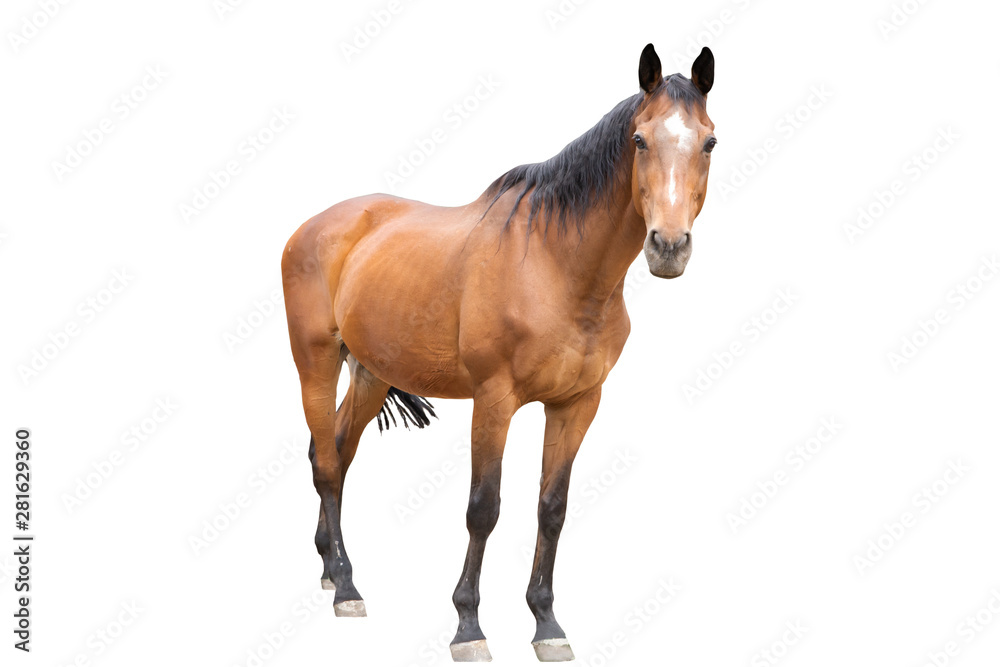 Obraz premium beautiful horse, racehorse, english racehorse