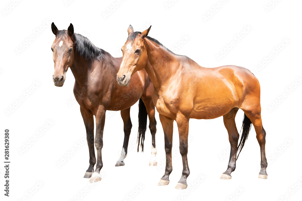 Obraz premium beautiful horses, racehorse, English racehorse, Ukrainian riding horse