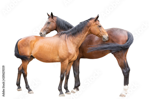 beautiful horses, racehorse, English racehorse, Ukrainian riding horse