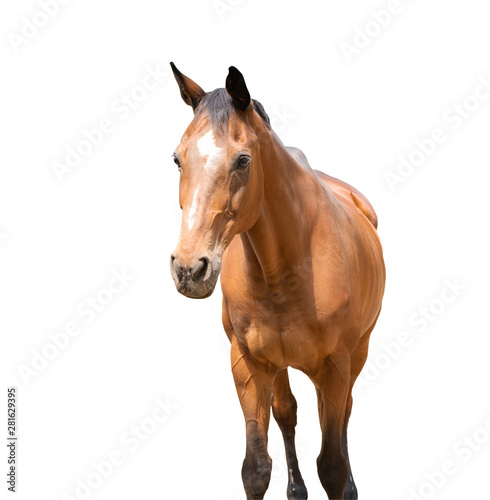 beautiful horse, racehorse, english racehorse