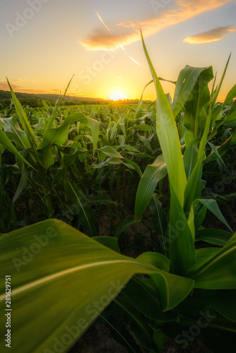 Young green corn growing on the field at sunset time.