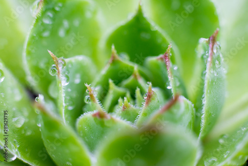 Broadleaf stonecrop leaves with dew drops