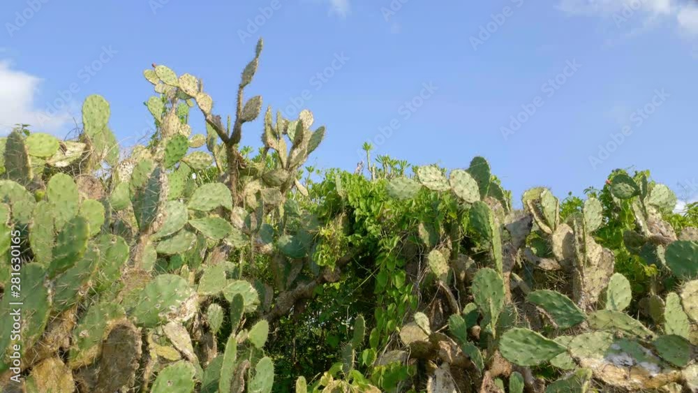 Tropical cactuses and trees in sunset filmed handheld with movement Tropical cactuses and trees in sunset filmed handheld with movement