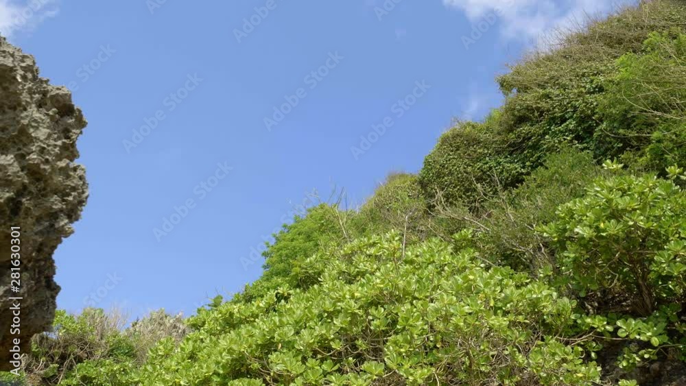 Volcanic rock and tropical beach trees filmed handheld Volcanic rock and tropical beach trees filmed handheld