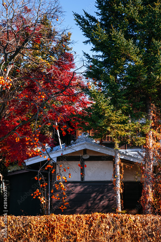 Old local Japanese house with colourful autumn tree and persimmon tree Old local Japanese house with colourful autumn tree and persimmon tree