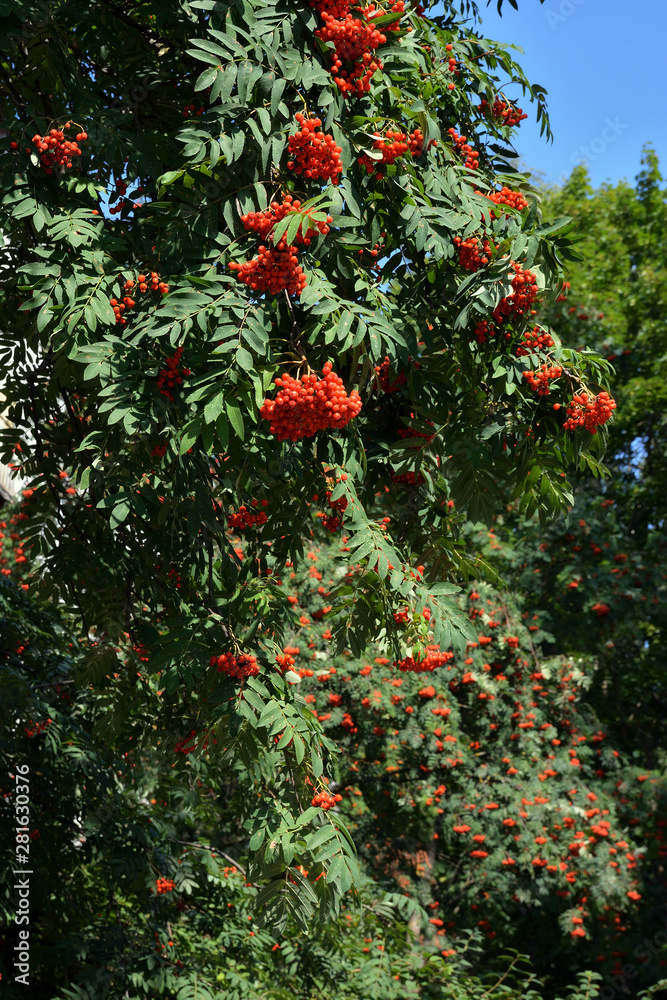 Red rowan berries and green leaves