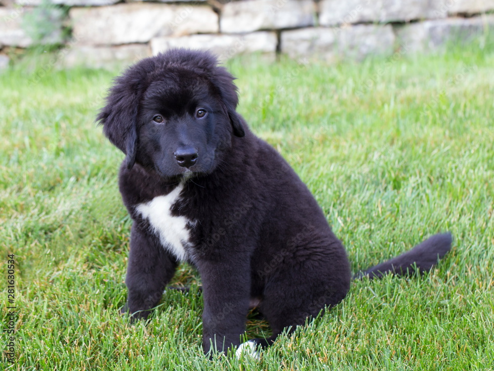 Adorable 12-week old black and white Labernese puppy sitting in lawn staring during an early summer morning