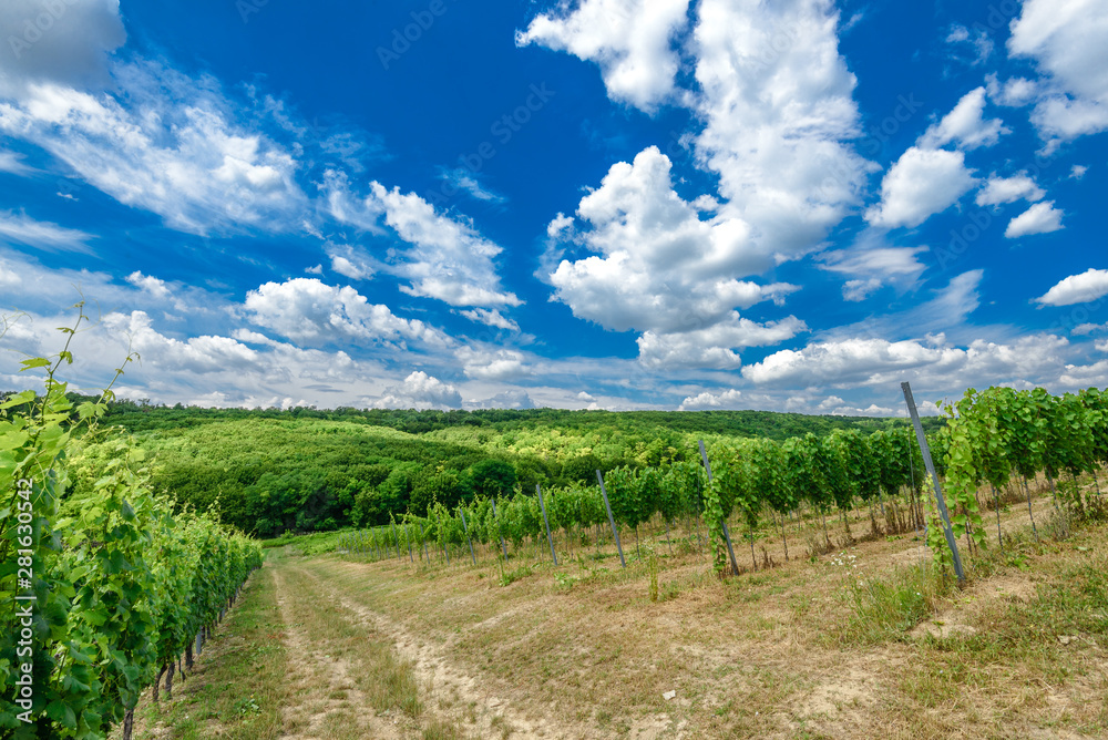Hungarian vineyards in the summer season