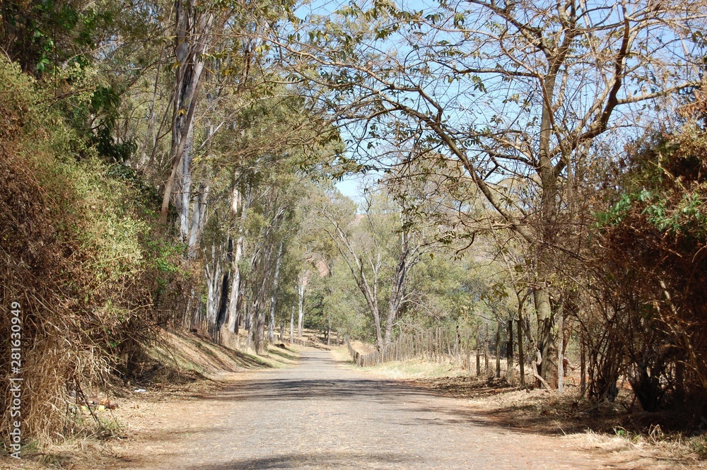 Obraz premium road in the forest