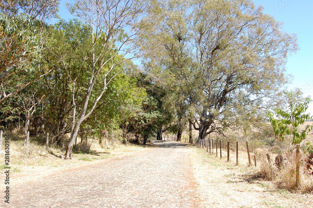 Fototapeta premium road in forest