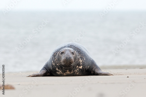 grey seal, halichoerus grypus, Helgoland, Dune island © prochym