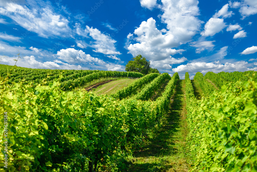 Obraz premium Hungarian vineyards in the summer season, Pannonhalma Wine Region