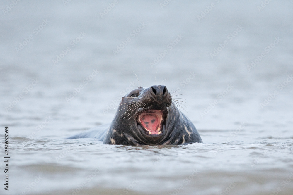 Obraz premium grey seal, halichoerus grypus, Helgoland, Dune island