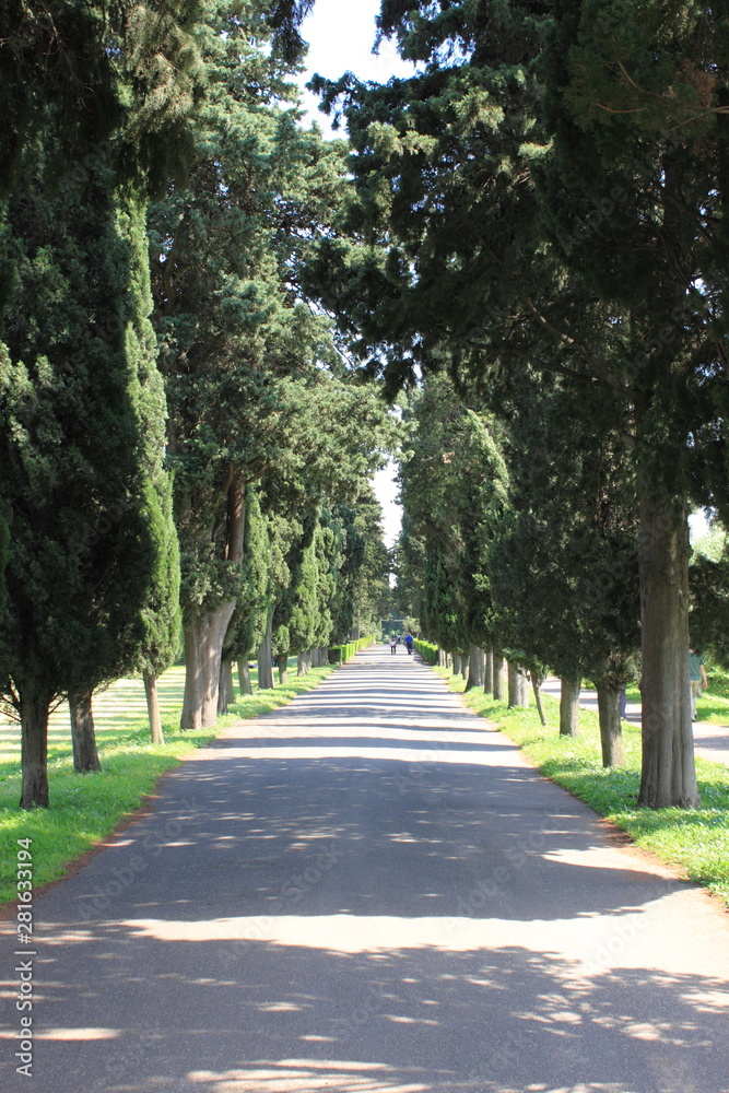 Obraz premium Cypress tree alley