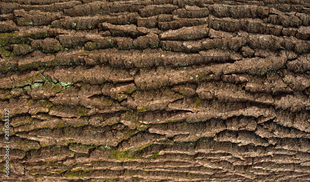 Relief texture of the brown bark of a tree with green moss on it. Horizontal photo of a tree bark texture. Relief creative texture of an old oak bark. Relief texture of the brown bark of a tree with green moss on it. Horizontal photo of a tree bark texture. Relief creative texture of an old oak bark.