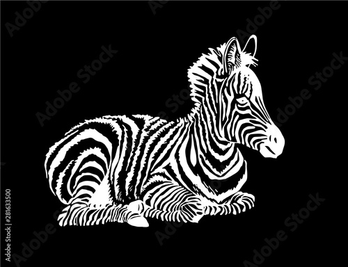 Graphical zebra  isolated on black background vector illustration sketch