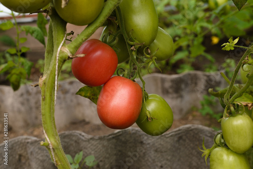 The lush greenery of the countryside the garden cottage. Fresh juicy ripening and ripe tomatoes on the bushes. The concept of the autumn harvest.