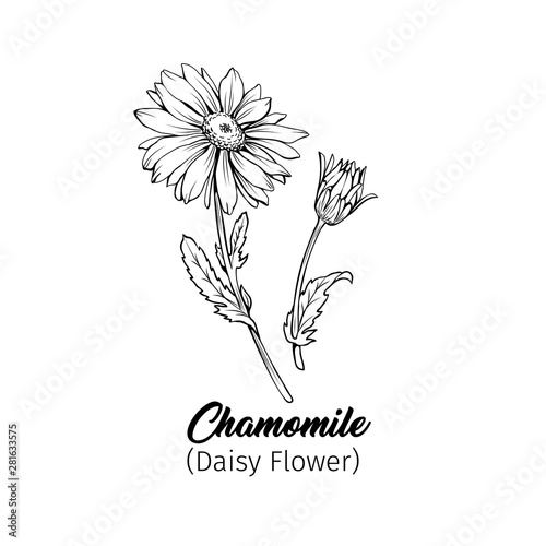 Daisy flower blossom freehand vector illustration. German chamomile, Matricaria chamomilla petals monochrome outline with title. Honey plant, wild flower engraving. Homeopathic herb, wildflower