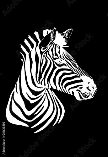  Graphical portrait of zebra isolated on wblack background vector illustration sketch