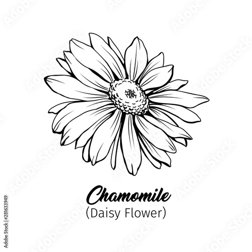 Daisy flower blossom freehand vector illustration. German chamomile, Matricaria chamomilla petals monochrome outline with title. Honey plant, wild flower engraving. Homeopathic herb, wildflower