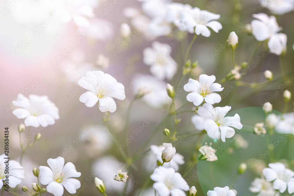 The illuminated floral background is out of focus . Natural textures and backgrounds . Little white flowers. The illuminated floral background is out of focus . Natural textures and backgrounds . Little white flowers.