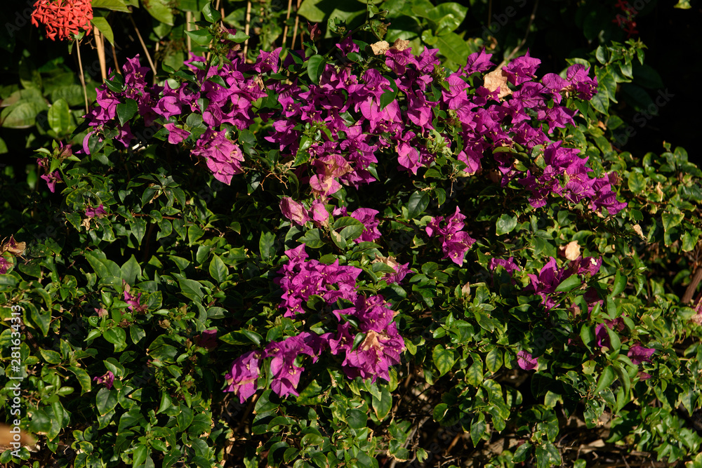 Purple Bougainwell close up. Beautiful flowers in the garden. Purple Bougainwell close up. Beautiful flowers in the garden.
