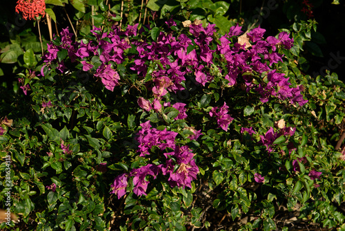 Purple Bougainwell close up. Beautiful flowers in the garden.