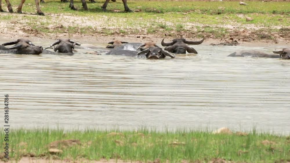 Buffalo playing mud in swamp and eating grass on meadow Buffalo playing mud in swamp and eating grass on meadow