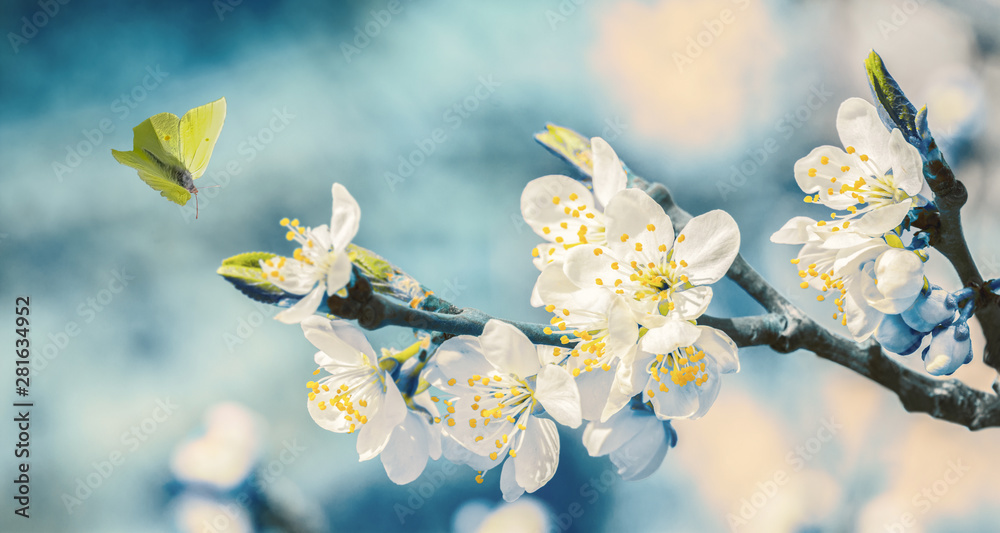 Beautiful blossoming cherry tree, flying butterfly on retro blue background in sunlight, shallow depth. Vintage toned. Greeting card template. Nature springtime sakura flower panorama. - obrazy, fototapety, plakaty 