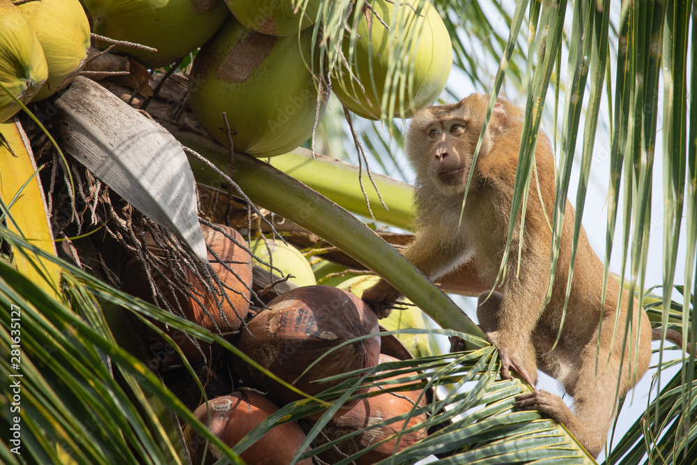 Monkey is picking coconut. Monkey climbing a coconut tree. Stock Photo