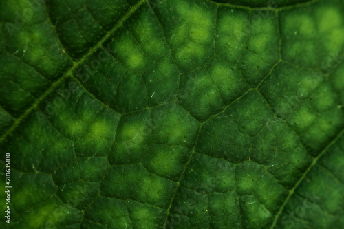 cucumber leaf close-up