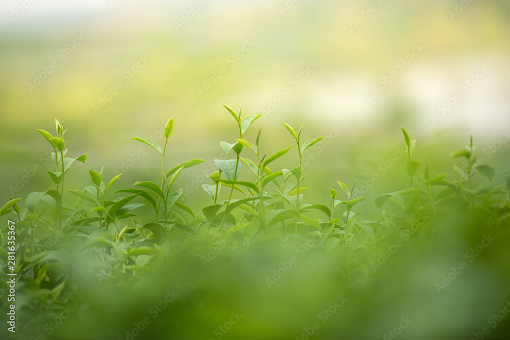 Green tea shoot in the garden for organic herbal hot drink material Green tea shoot in the garden for organic herbal hot drink material