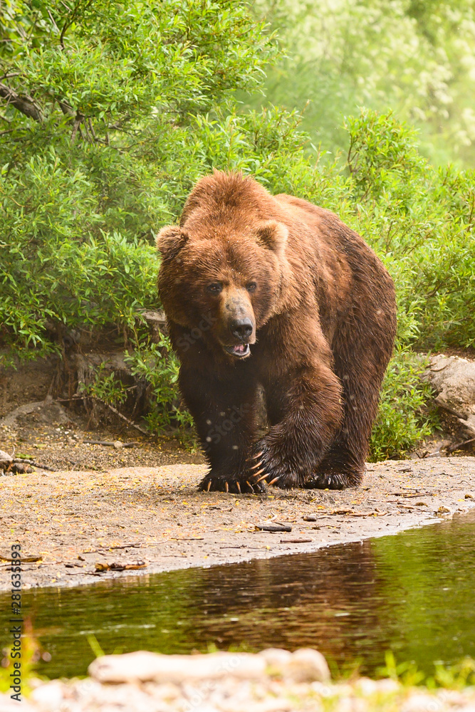 Ruling the landscape, brown bears of Kamchatka (Ursus arctos beringianus)