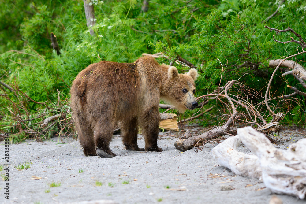 Fototapeta premium Ruling the landscape, brown bears of Kamchatka (Ursus arctos beringianus)