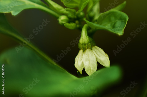 bell pepper flower on a bush