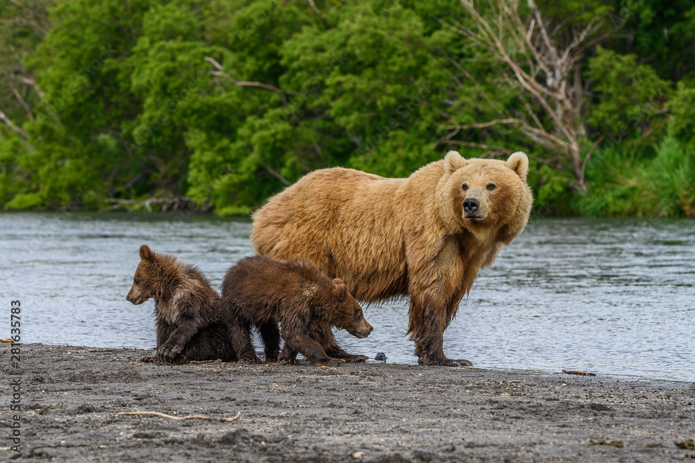 Ruling the landscape, brown bears of Kamchatka (Ursus arctos beringianus) Ruling the landscape, brown bears of Kamchatka (Ursus arctos beringianus)