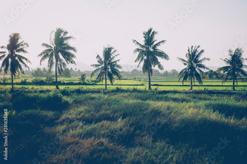 Coconut and palm trees. Large trees are growing in summer. Tropical palm leaves, floral pattern background, real photo