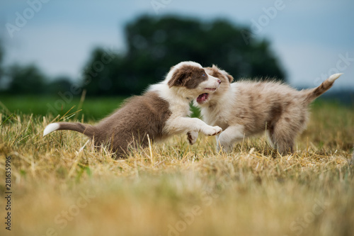 Two playing border collie puppies in a stubblefield