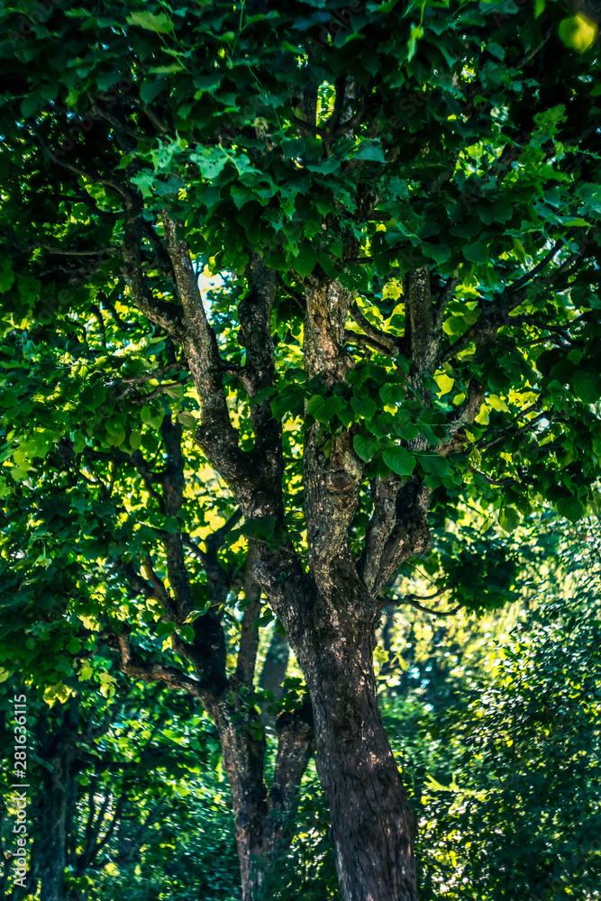 old trees in the Park and green foliage old trees in the Park and green foliage