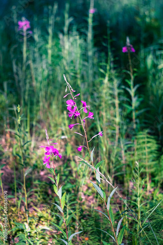 pink flower of willow-herb in the meadow