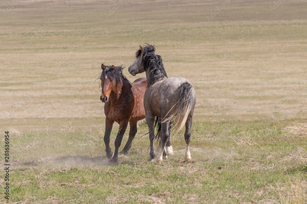 Wild Horse Stallions Sparring in the Utah Desert Wild Horse Stallions Sparring in the Utah Desert