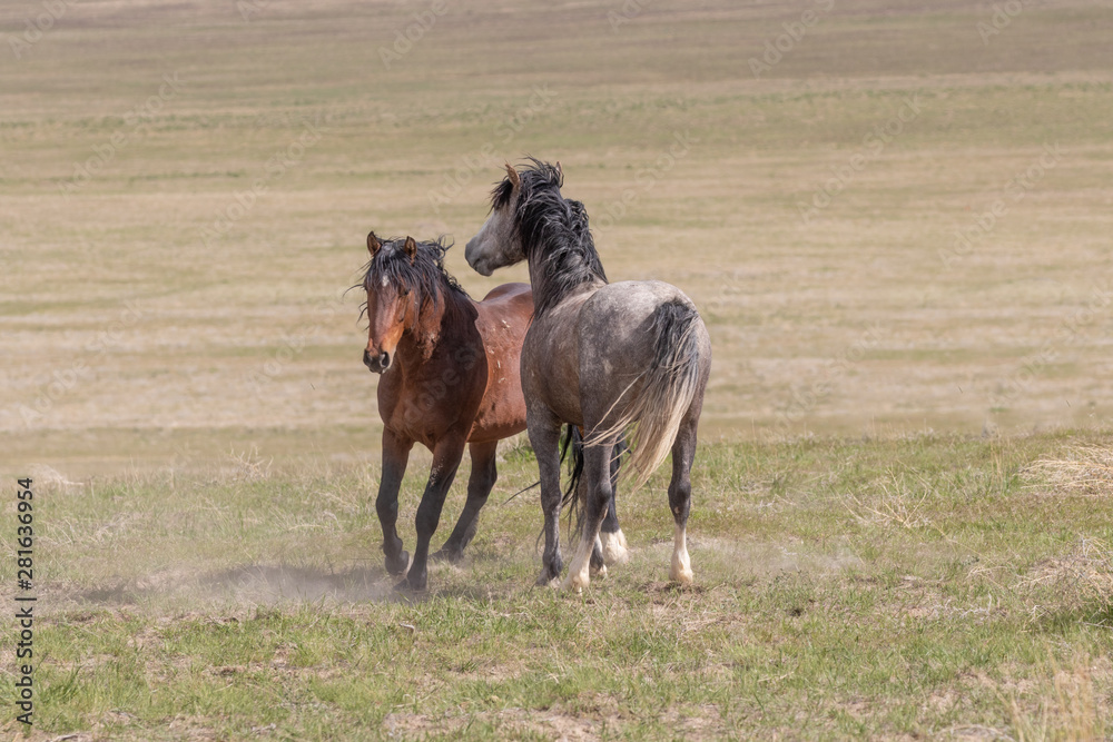 Wild Horse Stallions Sparring in the Utah Desert