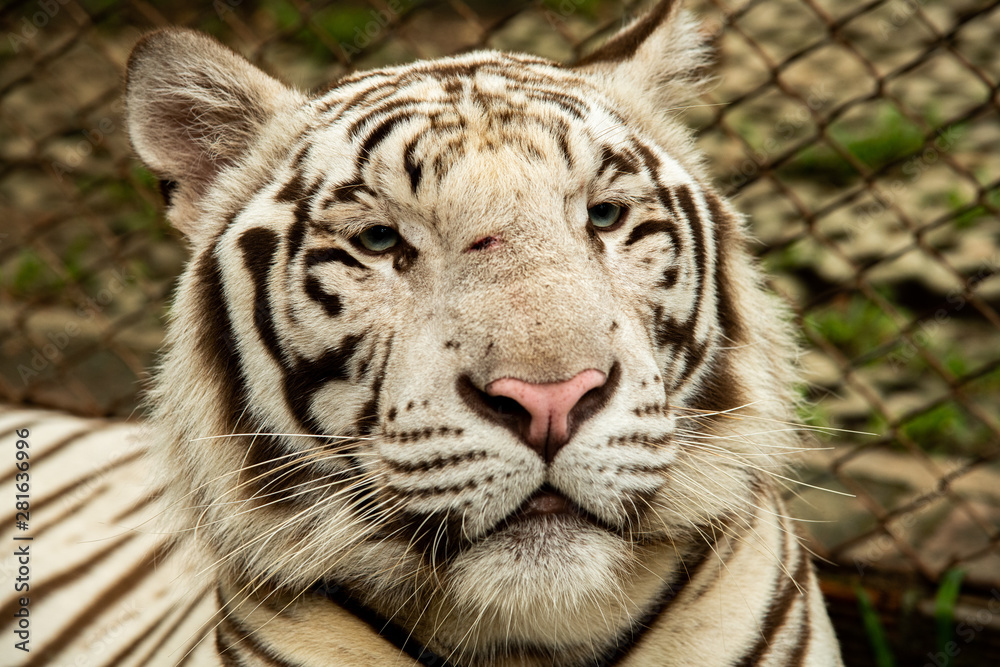 Closeup potrait solemn rare black and white striped white tiger relax in zoo, Chiang Mai, Thailand. Closeup potrait solemn rare black and white striped white tiger relax in zoo, Chiang Mai, Thailand.