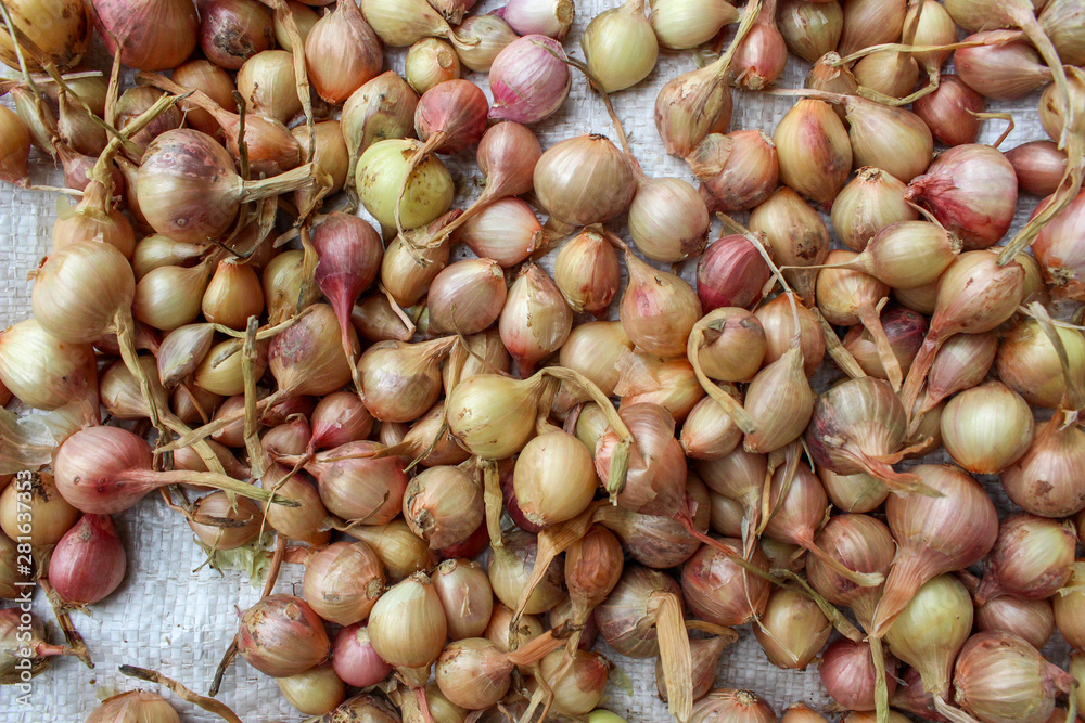 Whole onions. Fresh onions. Onions background. Ripe onions. Onions in market Whole onions. Fresh onions. Onions background. Ripe onions. Onions in market