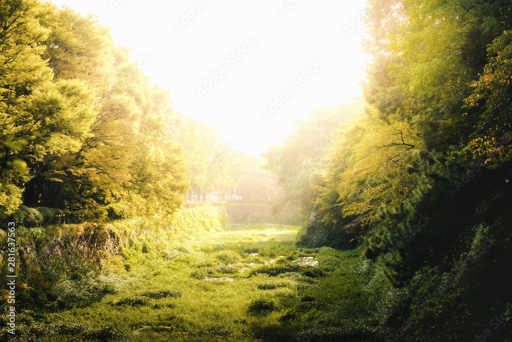 Obraz premium Forest in the city