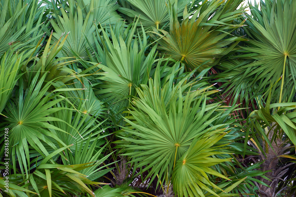 Thickets of palm trees close-up. Large leaves of palm trees. Thickets of palm trees close-up. Large leaves of palm trees.