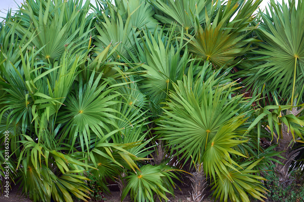 Thickets of palm trees close-up. Large leaves of palm trees. Thickets of palm trees close-up. Large leaves of palm trees.