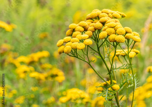 Green meadow with yellow common tansy wild flowers