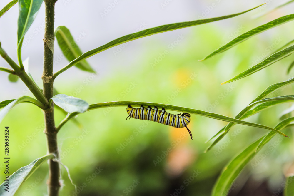 Fototapeta premium Caterpillar