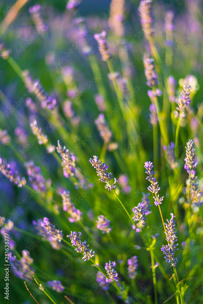 Obraz premium Lavender field in sunlight, Pannonhalma, Hungary, Beautiful image of lavender field. Lavender flower field.